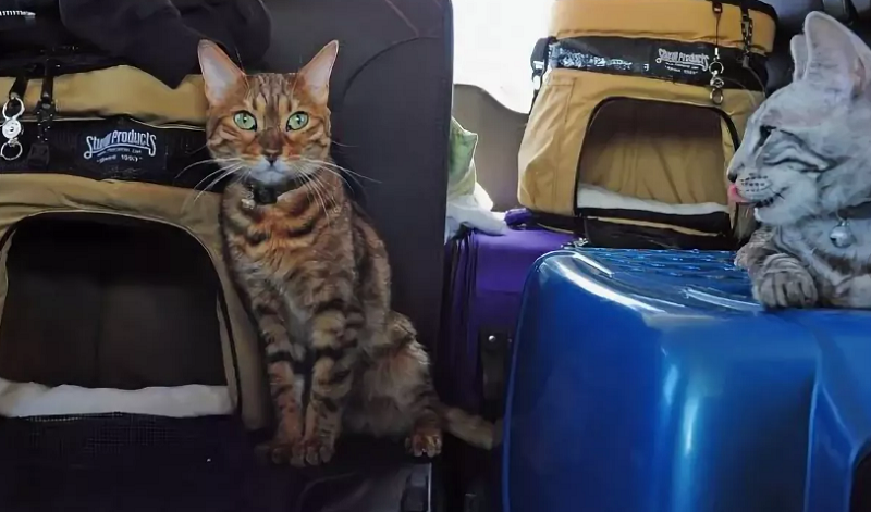 услуги перевозки для котят